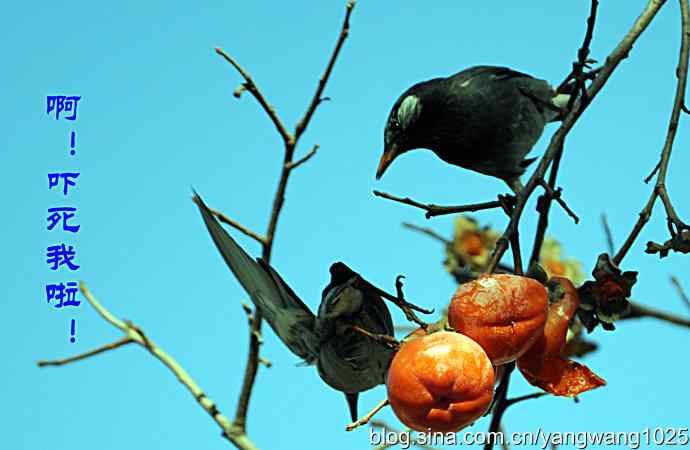 图片故事（抓拍）