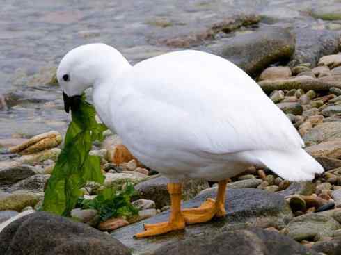 凤凰：传说中的鸟原型探秘（鹇）