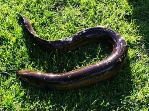 自然奇观:动物大迁徙(鳗鱼) 自然奇观:动物大迁徙(鳗鱼)