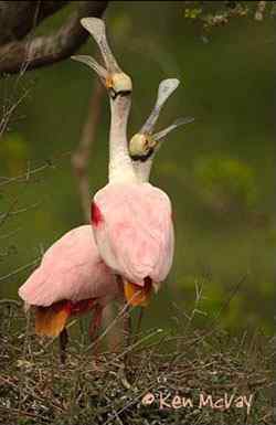 德克萨斯州&ldquo;鸟趣&rdquo;摄影