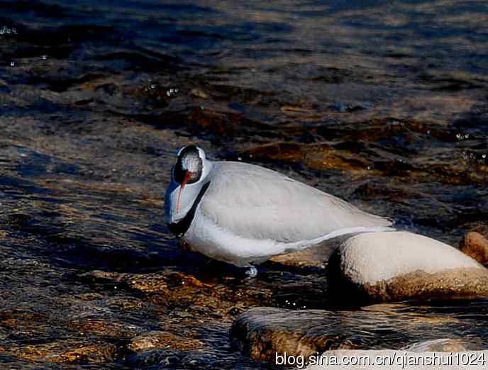 晒鸟儿红嘴蓝鹊和鹮嘴鹬