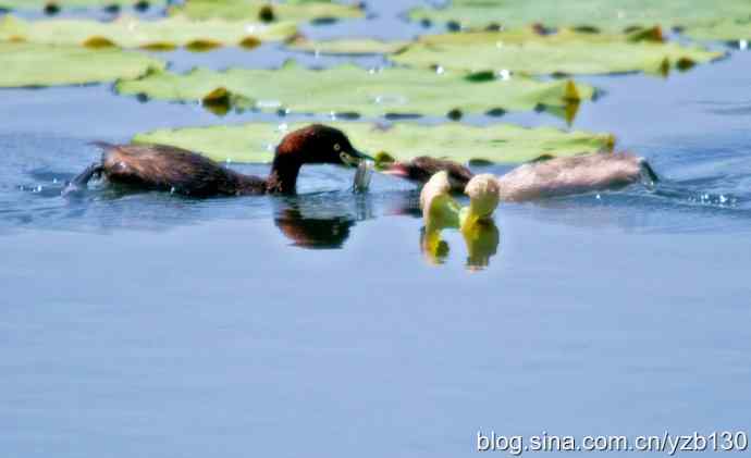 顺利交接（组图，4张图片）