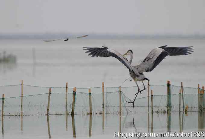 乌梁素海之草鹭鈥斺斈诿晒勰裥校ǘ）