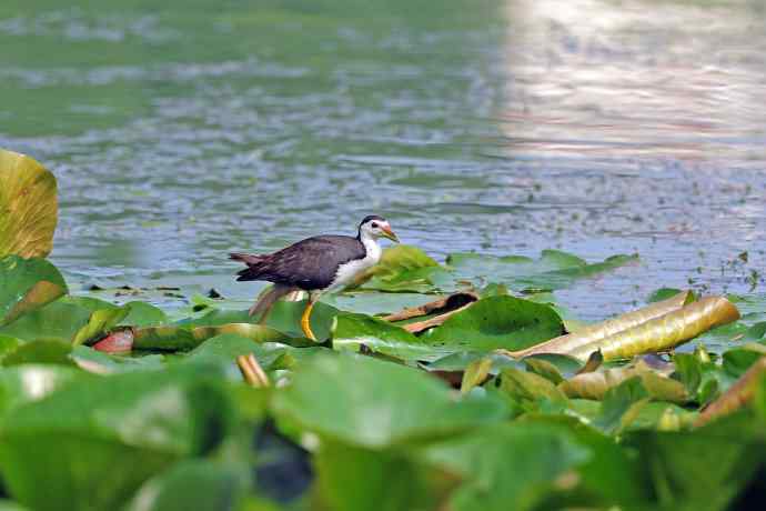 白胸苦恶鸟(2) 白胸苦恶鸟(2)
