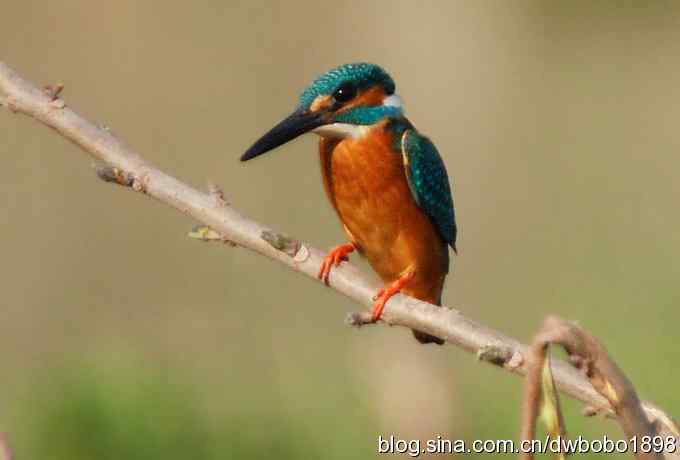 小翠儿过节踩蛋忙