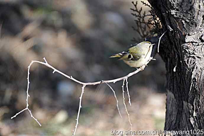 柏树丛中的戴菊 wbr3