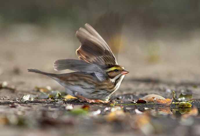 你不是归人 wbr是个过客（黄眉鵐一组）