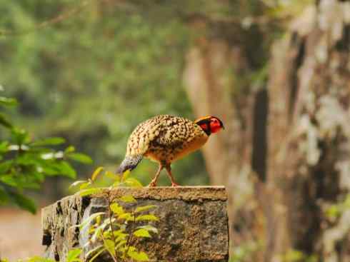 凤凰：传说中的鸟原型探秘（锦鸡）