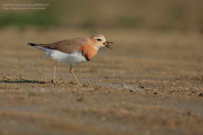 如期而至的东方鸻