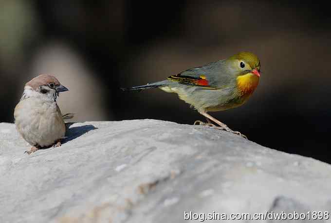 相思趣拍-贺三八国际妇女节