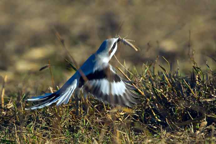 野鸭湖的楔尾伯劳吃什么? 野鸭湖的楔尾伯劳吃什么?