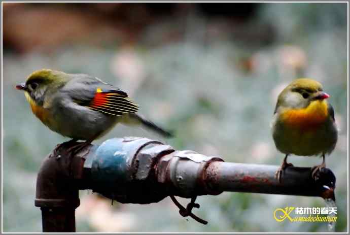 相思【照片】 相思【照片】
