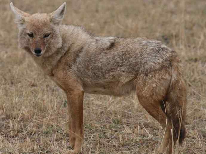 犬科：犬亚科犬属之金豺、黑背豺（胡狼类）