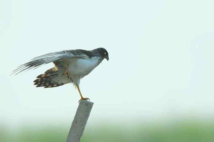 猛禽白腹鹞(雄性)