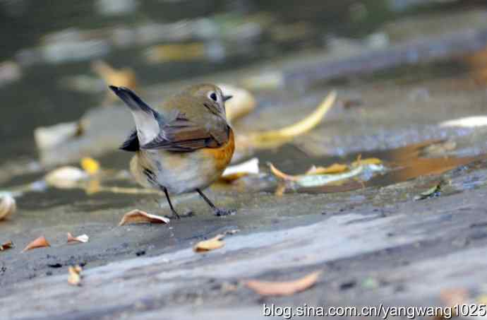 北京天坛公园的鸟类——阳光下的红肋蓝尾鸲  2