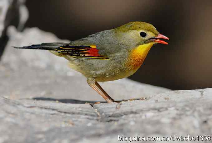 相思趣拍-贺三八国际妇女节