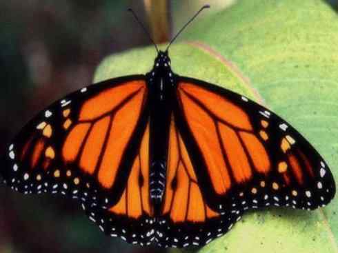 自然奇观：动物大迁徙(帝王蝶）