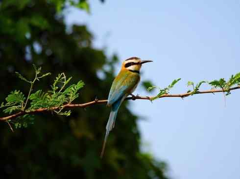 绝色攀禽:佛法僧目之蜂虎4 绝色攀禽:佛法僧目之蜂虎4