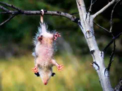 动物世界:山寨还是原创之十一 动物世界:山寨还是原创之十一