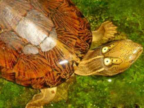 玄武:传说的兽原型探秘(潮龟) 玄武:传说的兽原型探秘(潮龟)