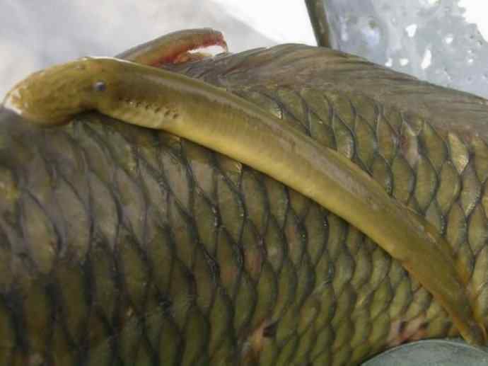 鱼类活化石：七鳃鳗