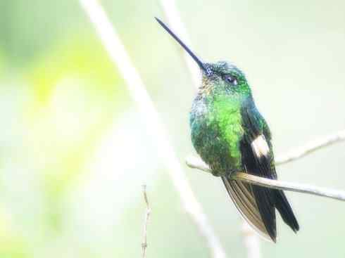 猎奇：奇特的鸟喙之九