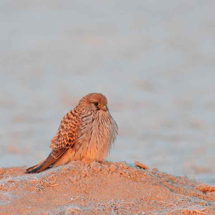 野鸭湖小猛红隼