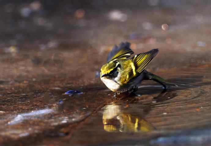 酣畅淋漓腊月澡（柳莺）