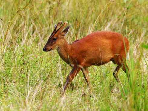 麒麟：传说的兽原型探秘（麂）