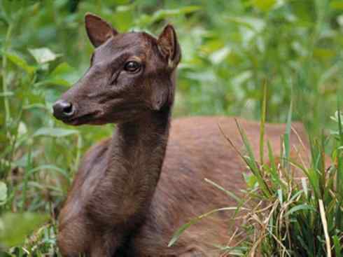 麒麟:传说的兽原型探秘(梅花鹿) 麒麟:传说的兽原型探秘(梅花鹿)