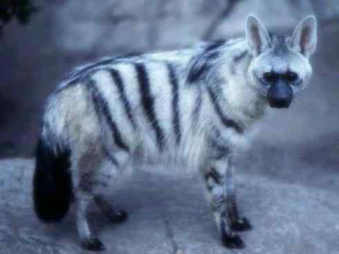 狈：传说的兽原型探秘（鬣狗）