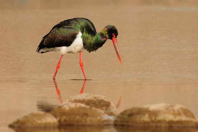 鹭鹳相争 wbr拍翁得意☆★ 鹭鹳相争 wbr拍翁得意☆★