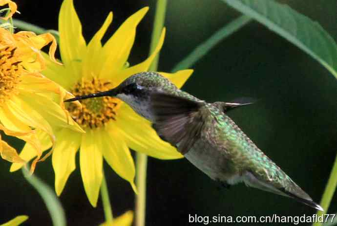 蜂鸟与向日葵（2）