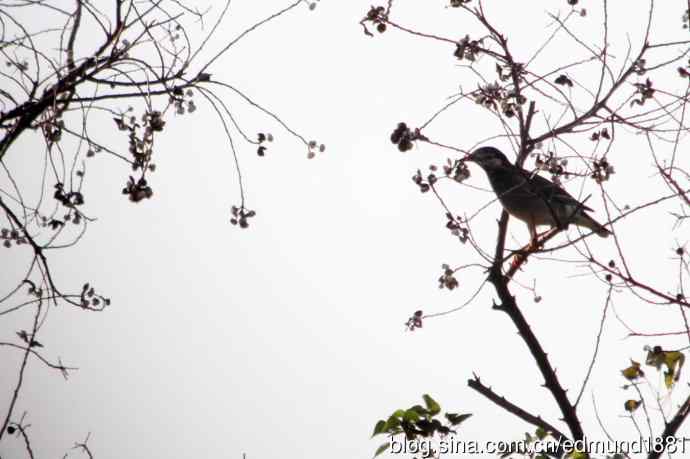 崇明东滩湿地公园十一月鸟况-望远镜打鸟