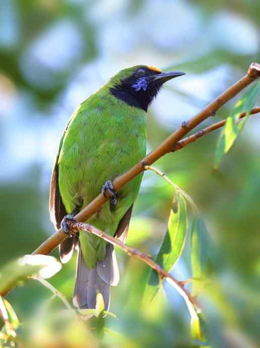 不知细叶谁来扮 wbr金额叶鹎似柳条