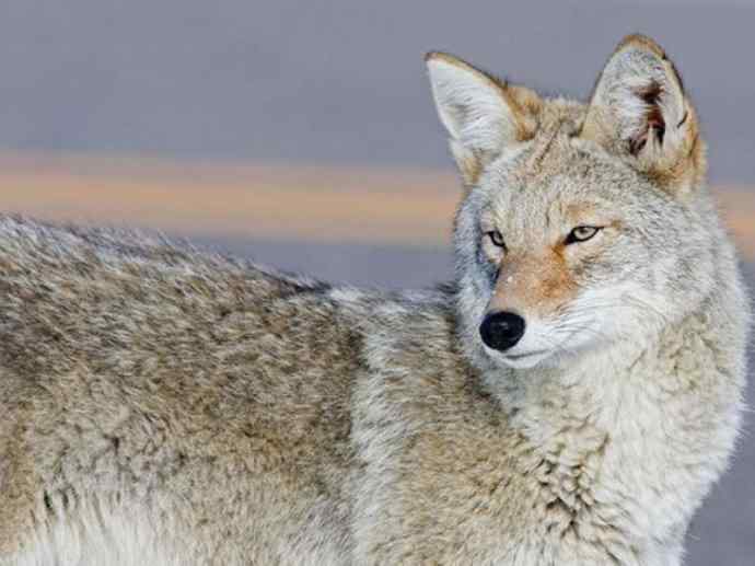 犬科:犬亚科犬属之郊狼、红狼 犬科:犬亚科犬属之郊狼、红狼