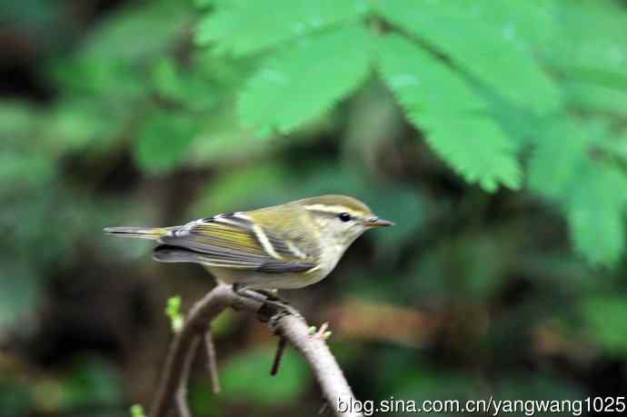 黄眉柳莺（10）