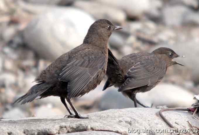 十渡首拍褐河乌