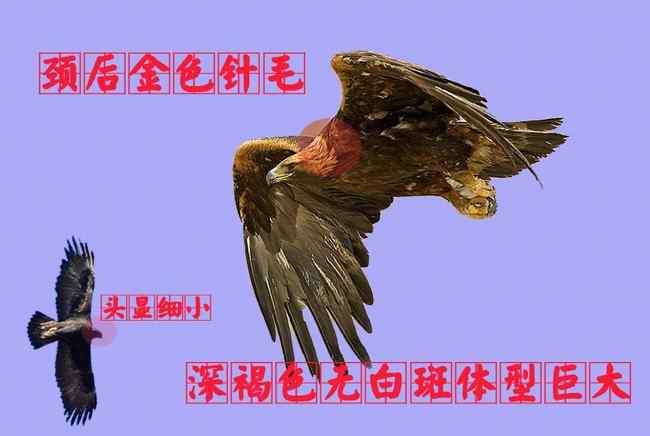 金雕成鸟 猛禽大全——中国东部地区27种迁徙类猛禽辨识