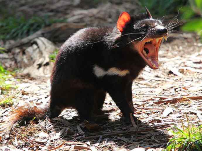 犬科：狐亚科之大耳狐