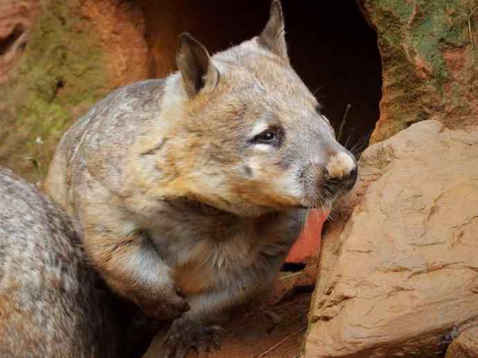 盘点十二大著名食蚁动物：袋食蚁兽