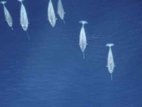 独角兽:传说的兽原型探秘(独角鲸) 独角兽:传说的兽原型探秘(独角鲸)