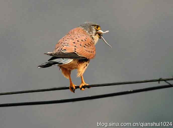 红隼的美味午餐(白河湾)
