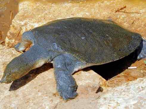 玄武：传说的兽原型探秘（鳖）