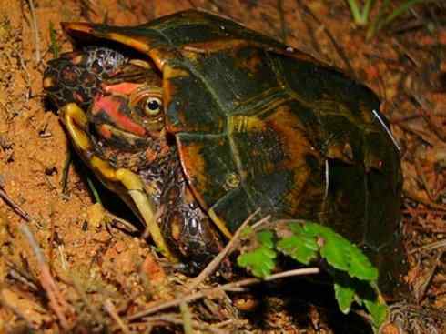 玄武:传说的兽原型探秘(潮龟) 玄武:传说的兽原型探秘(潮龟)
