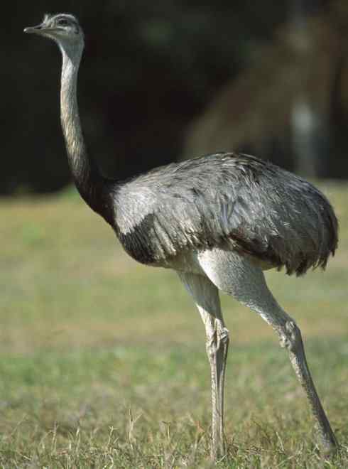 家禽驯化之源之十二