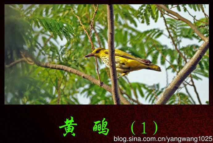 北京天坛公园的鸟类——黄鹂(1)