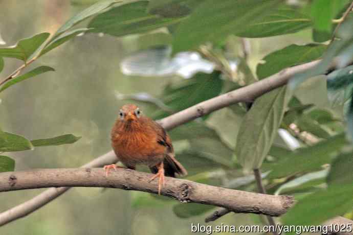 画眉鸟（记录版）