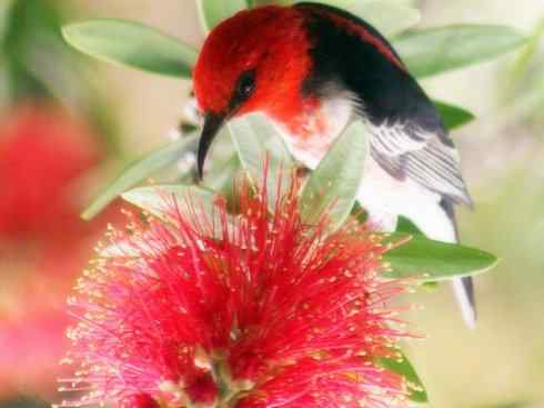 极品红色鸟类：绯红摄蜜鸟