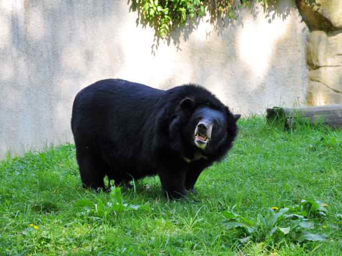 盘点十二大著名食蚁动物：懒熊